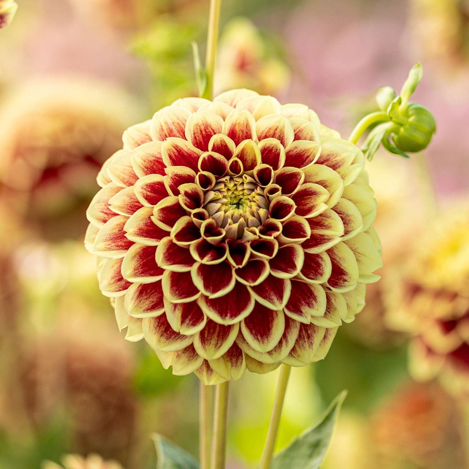 Dahlie 'Jowey Hubert'